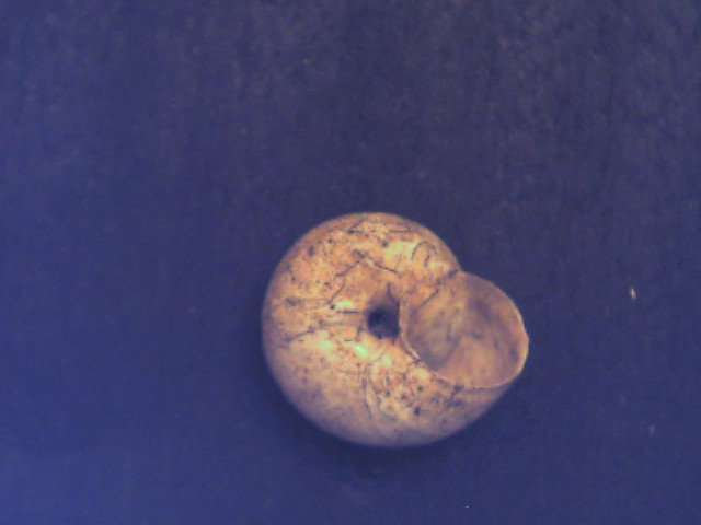 Cernuella lineata ?